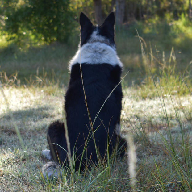 Watching Photographed by Cat Aethel Ethera | Dog | Farm Dog